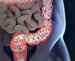 Gut Microbiome and the Link to Healthy Aging 
