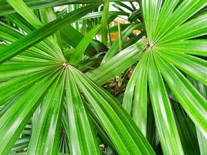 Understanding Saw Palmetto's Impact on Prostate Health  1