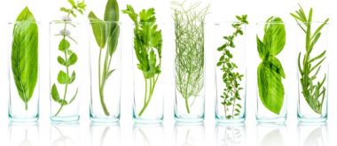 Treating Menopause with Plant Extracts