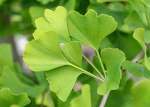 How Ginkgo Biloba Aids with Aging