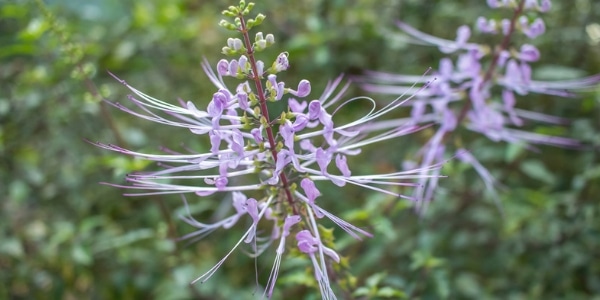 The Holistic Benefits of “Cat’s Whiskers”