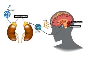 Caffeine and Your Hormones