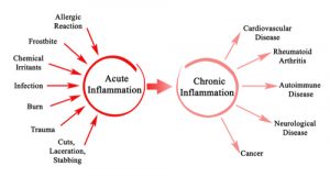 How the Inflammation Process Changes as We Age 1