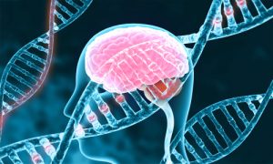 Identified Gene May Regulate Menopause Symptoms