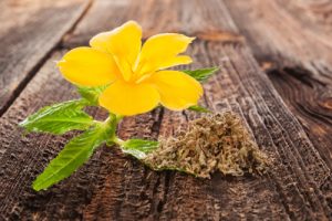 Damiana Herb: A Natural Treatment for Menopausal Symptoms 1