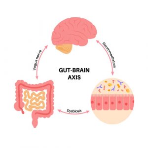 Understanding the Gut-Brain Connection