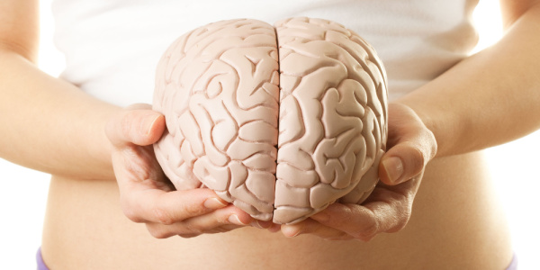 How Reproductive Lifespan And Brain Health Are Related
