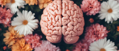 Hormone Cycles Shape the Structure and Function of Important Memory Regions in the Brain 1