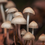 Magic Mushrooms Slow Down the Aging Process in Mice – Could They Do the Same for Humans?