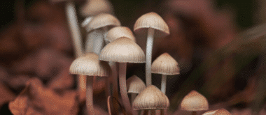 Magic Mushrooms Slow Down the Aging Process in Mice – Could They Do the Same for Humans?