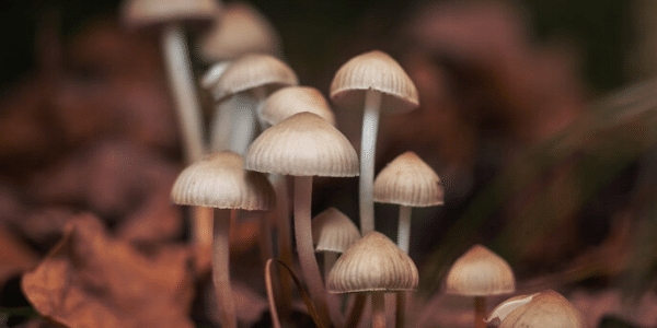 Magic Mushrooms Slow Down the Aging Process in Mice – Could They Do the Same for Humans?