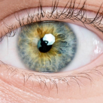 Can Humans Regrow Eyes? Snails Already Can