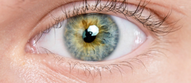 Can Humans Regrow Eyes? Snails Already Can