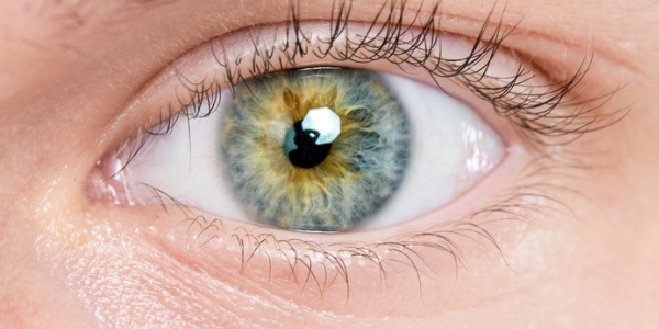 Can Humans Regrow Eyes? Snails Already Can