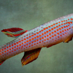 A Fish that Ages Within Months Shows How Kidneys Age